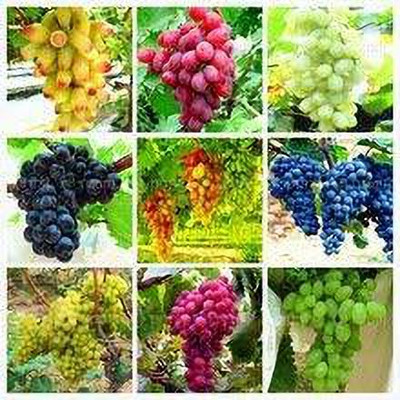 Aywal Grapes Fruit, Black Grapes Seed(20 per packet)