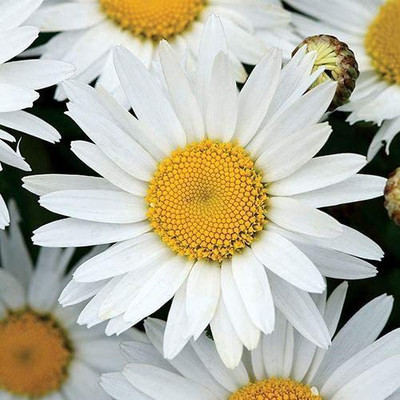 CYBEXIS LX-47 - Leucanthemum Madonna Daisy Uniform White Blooms - (540 Seeds) Seed(540 per packet)