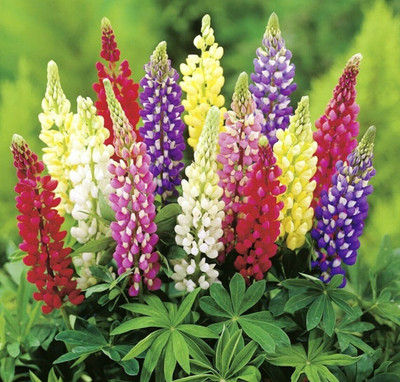 CWAN Lupine Mix of colors Lupinus Polyphyllus Flower Seed(30 per packet)