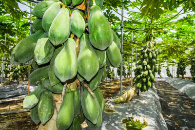 abiswas Orginal Red Lady Papaya Seed(840 per packet)