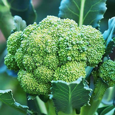 KANAYA Brocoli Seed(20 per packet)