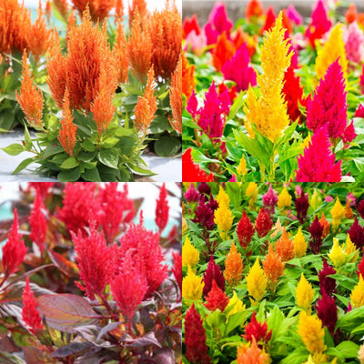 ibains Celosia flower seeds 32 Seed(32 per packet)