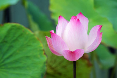 MAA lotus,kamal seeds Seed(5 per packet)