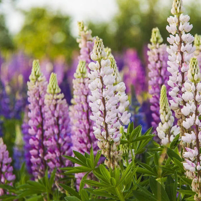 Quentova Russell Lupine Seed Mix-RXI-11D Seed(100 per packet)