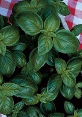 VibeX XL-29 - Basil Genovese Ocimum Basilicum - (4500 Seeds) Seed(4500 per packet)