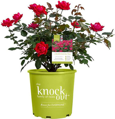 Qualtivate PUA-1A Knockout Double Rose Red Blooms Seed(25 per packet)