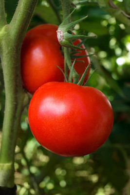 Kritharth Creation tomato Seed(120 per packet)
