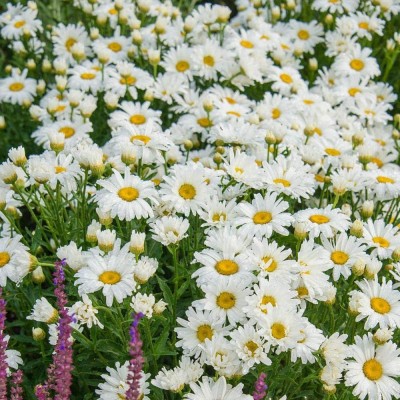 VibeX HUA-99 - Hybrid Shasta Daisy Alaska (Chrysanthemum Maximum) - (180 Seeds) Seed(180 per packet)