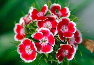 Aywal Sweet william flower Seed(40 per packet)