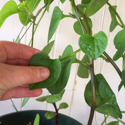 KNESSiN IX-96 Gynostemma Melon Spinach Seed(200 per packet)