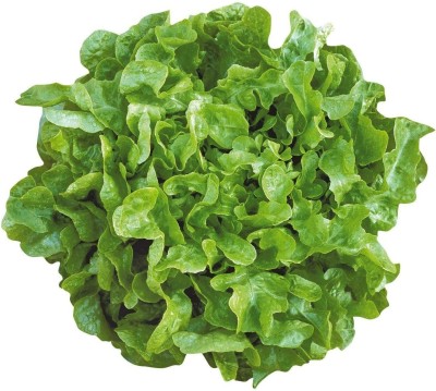 CYBEXIS Seeds of Lettuce Oakleaf Smile2000 Seeds Seed(2000 per packet)