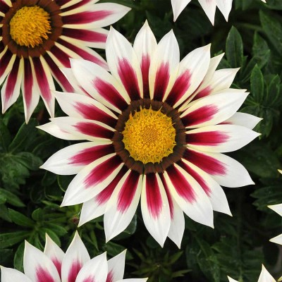 Biosnyg New Day Series Gazania Seeds - Rose Stripe-[50 Seeds] Seed(50 per packet)