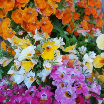 Lorvox Hybrid Nemesia Imported Flower Seed(13 per packet)