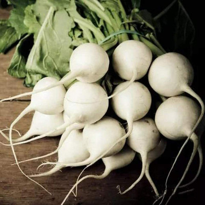 CYBEXIS White Radish Seeds Non-GMO Heirloom2400 Seeds Seed(2400 per packet)