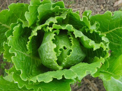 CYBEXIS Lettuce Vegetable Seeds1000 Seeds Seed(1000 per packet)
