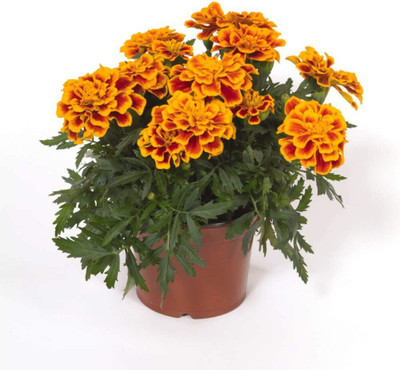 CYBEXIS TLX-7 - Durango Bee French Marigold - (2250 Seeds) Seed(2250 per packet)