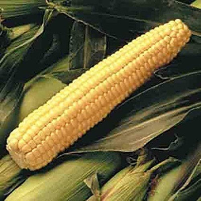 WILLVINE PAU -XIII Early Sunglow Hybrid F1 Corn Seeds-[500g] Seed(2000 per packet)