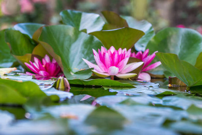 BMSSSLS lotus,kamal gatta Seed(11 per packet)