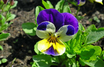 Aywal Pansy Swiss Gaint Mixed Flower Seed(20 per packet)