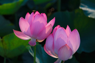 MSG lotus,kamal gatta Seed(10 per packet)