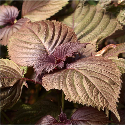 VibeX LX-81 - Red Shiso Herb (Perilla frutescens) - (2250 Seeds) Seed(2250 per packet)