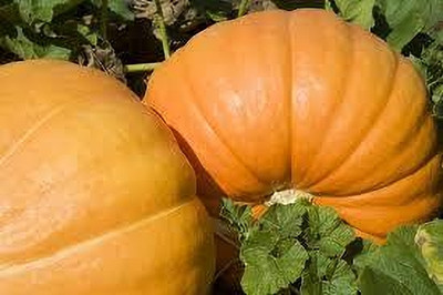 BDSresolve hybrid pumkin seeds for garden pack of 16 Seed(16 per packet)