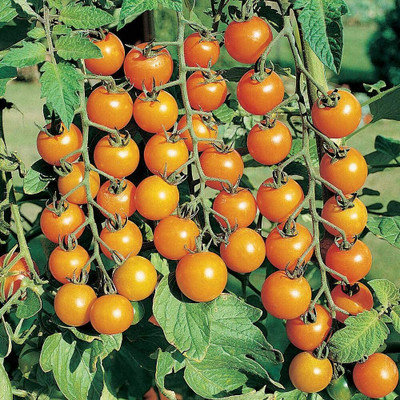 CYBEXIS Tomato Sungold Seeds2000 Seeds Seed(2000 per packet)