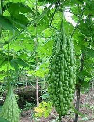 KANAYA Bitter Gourd/Karela/Bitter Melon Gardebnibg Vegetable Seed(55 per packet)
