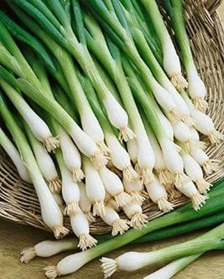 VibeX ® VLR-805 Tokyo Long White bunching Onion Seeds Seed(1000 per packet)