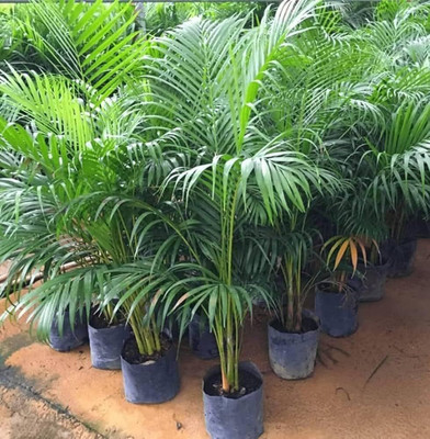 ibains Areca palm seeds Seed(11 per packet)