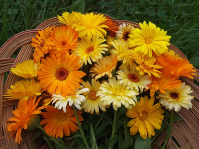 Flipkart SmartBuy Exotic Calendula Flower Mix Seed(20 per packet)