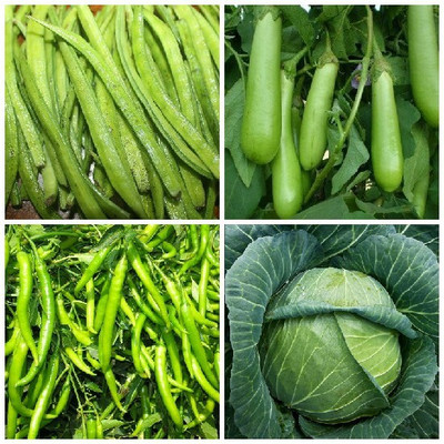 SimXotic Cluster Beans Gawar, Brinjal Green Long, Chilly Green & cabbage Seed(4 per packet)