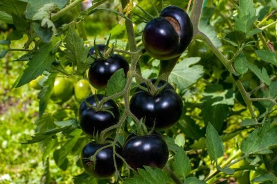 DHENU PRASAD 91 F1 Hybrid Round Black Tomato Seed(91 per packet)