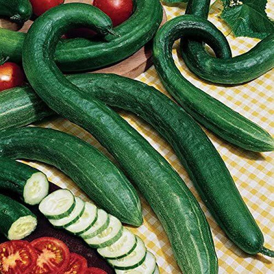 CYBEXIS PAU-11 - Early Spring Hybrid Cucumber - (150 Seeds) Seed(150 per packet)