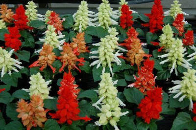 XOLDA Exotic salvia mix Seed(15 per packet)