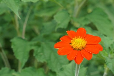 madrid Tithonia Red Flower Seed(10 per packet)