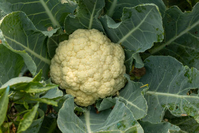 Marwal Creation white cauliflower,gobhee seeds Seed(15 per packet)