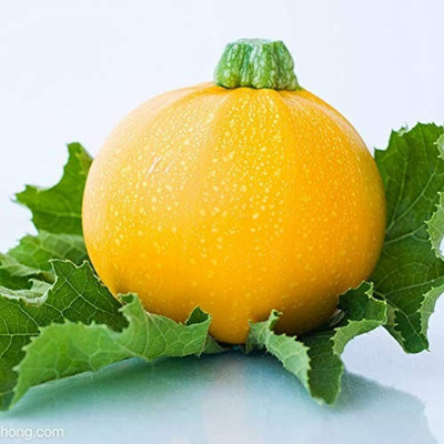 CYBEXIS Zucchini Seeds Annual Heirloom Seed400 Seeds Seed(400 per packet)