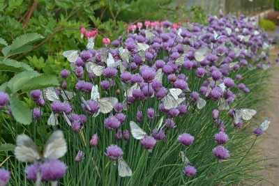 CYBEXIS HUA-14 - Organic Chives - (2250 Seeds) Seed(2250 per packet)