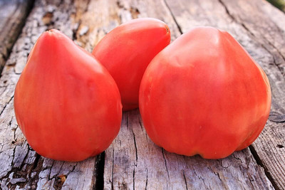 Biosnyg Hybrid Red Budenovka Tomato Seeds For Kitchen Gardening - (4000 Seeds) Seed(4000 per packet)