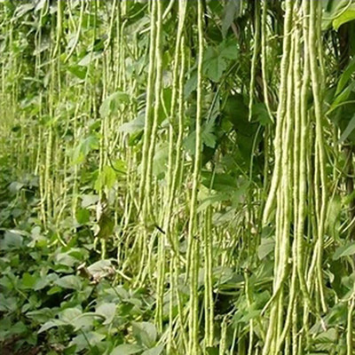 CYBEXIS Full Grain Mini Non GMO Rare Yard Long Bean Seeds800 Seeds Seed(800 per packet)