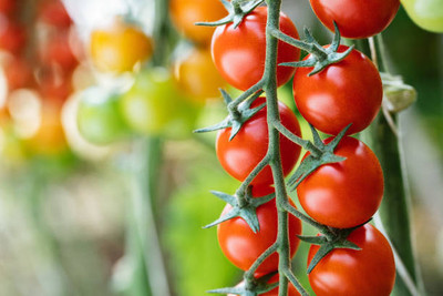 Tindaa tomato Seed(55 per packet)