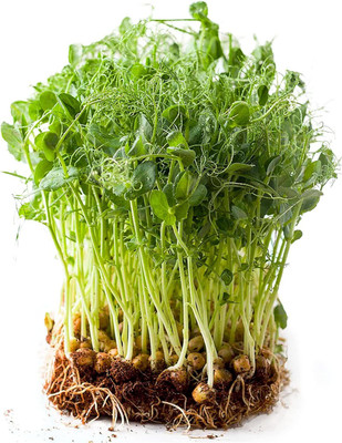 VibeX LX-64 - Sweet Green Pea Sprouting - (100 Seeds) Seed(100 per packet)