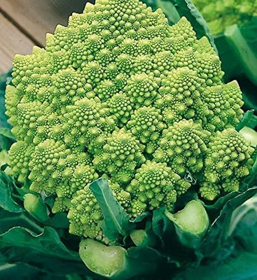 KNESSiN Broccoli Romanesco Natalino Seed(1250 per packet)