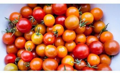 KNESSiN VII-15 Cherry & Grape Tomato Seed(200 per packet)