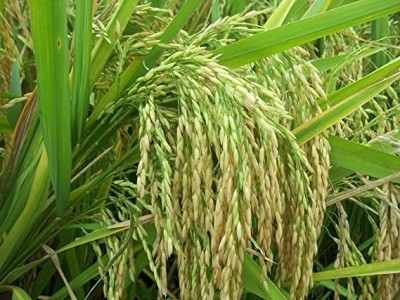 STOKIYA PUSA BASMATI - Sugandha 5 Dhan VARIETY PADDY / RICE 5 KG SEEDS Seed(5 per packet)