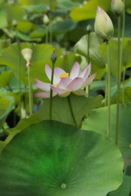 MAA lotus,kamal seeds Seed(5 per packet)