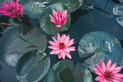 HOIVA lotus,kamal gatta Seed(14 per packet)