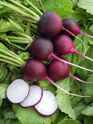 CYBEXIS XL-80 - Rare Radish Purple - (250 Seeds) Seed(250 per packet)