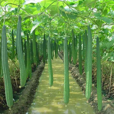 CYBEXIS Rigid Gourd Seed(800 per packet)